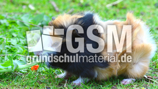 Meerschweinchen (5).jpg